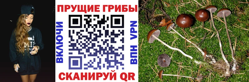 Псилоцибиновые грибы Psilocybe  Братск 